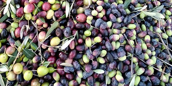 oliva retallada olives foto